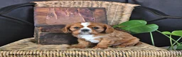 Cavalier King Charles Spaniel dogs for sale: Dexter - Ad 3