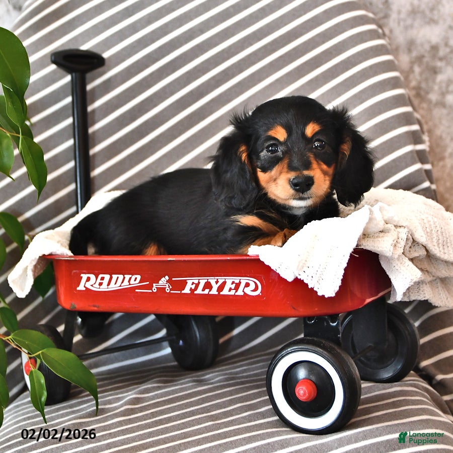 Miniature Dachshund dogs Valerie - Ad 25