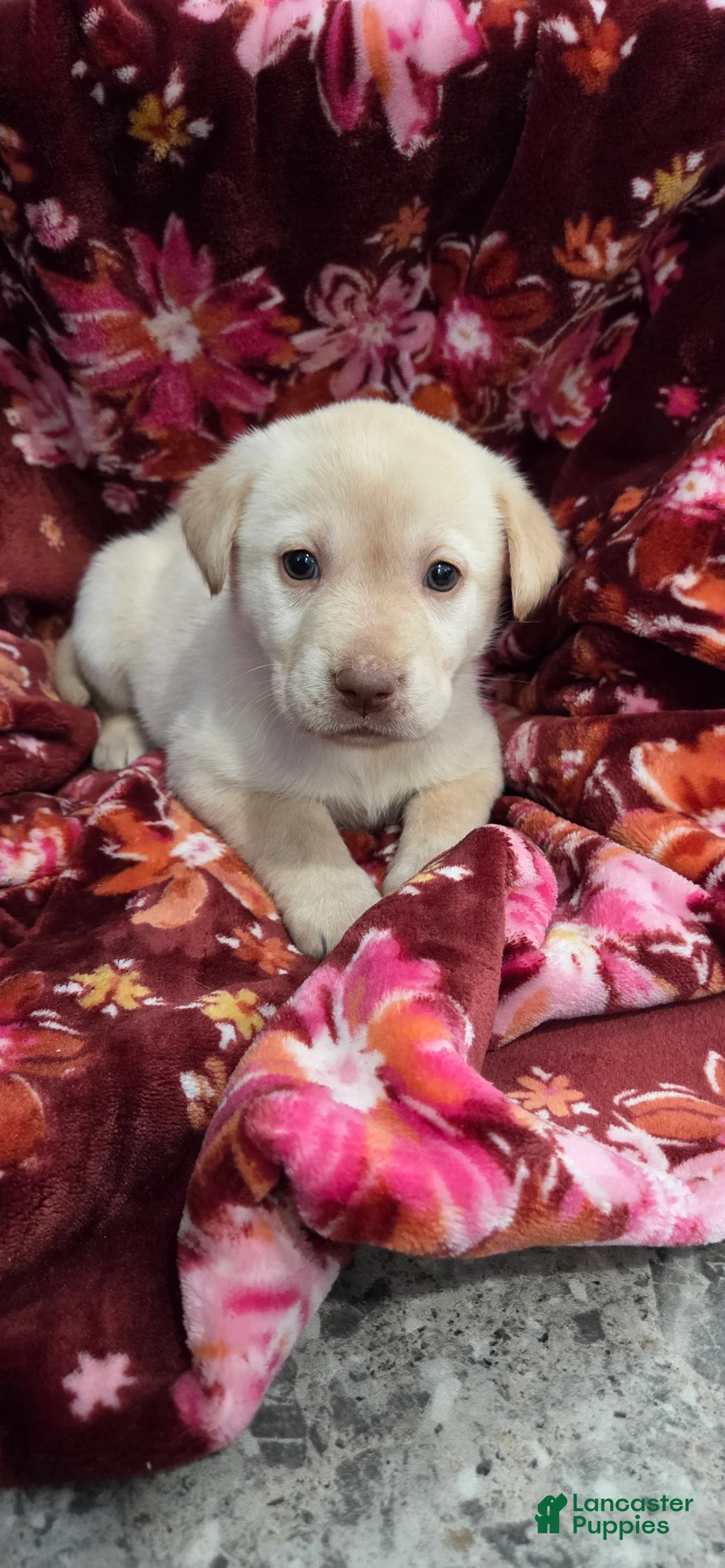 Labrador Retriever dogs for sale: Lady - Ad 2