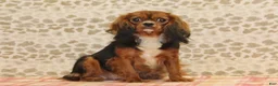 Cavapoo dogs for sale: George - Ad 4