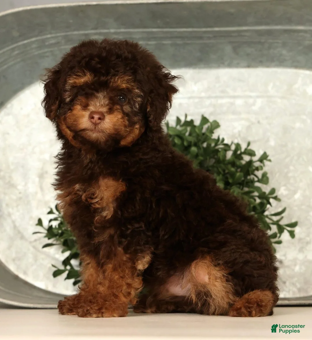 Toy Poodle dogs for sale: Shadow - Ad 2