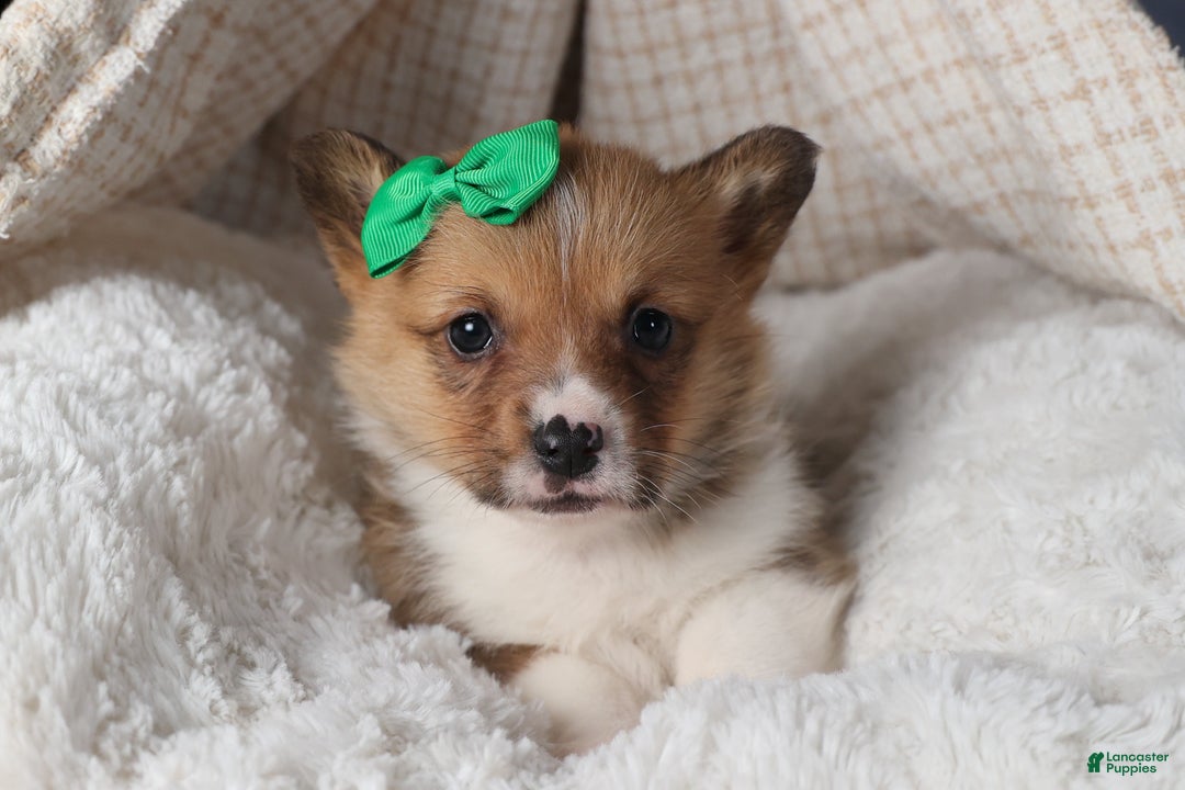Welsh Corgi Pembroke dogs for sale: REX - Ad 15