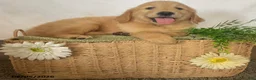 Golden Retriever dogs for sale: Benji - Ad 3