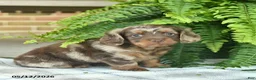 Miniature Dachshund dogs for sale: Quinn  - Ad 4