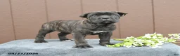 Cane Corso dogs for sale: Beauty - Ad 4