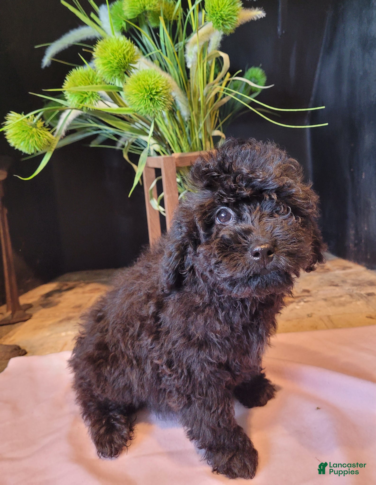 Cavapoo dogs Lily - Ad 1