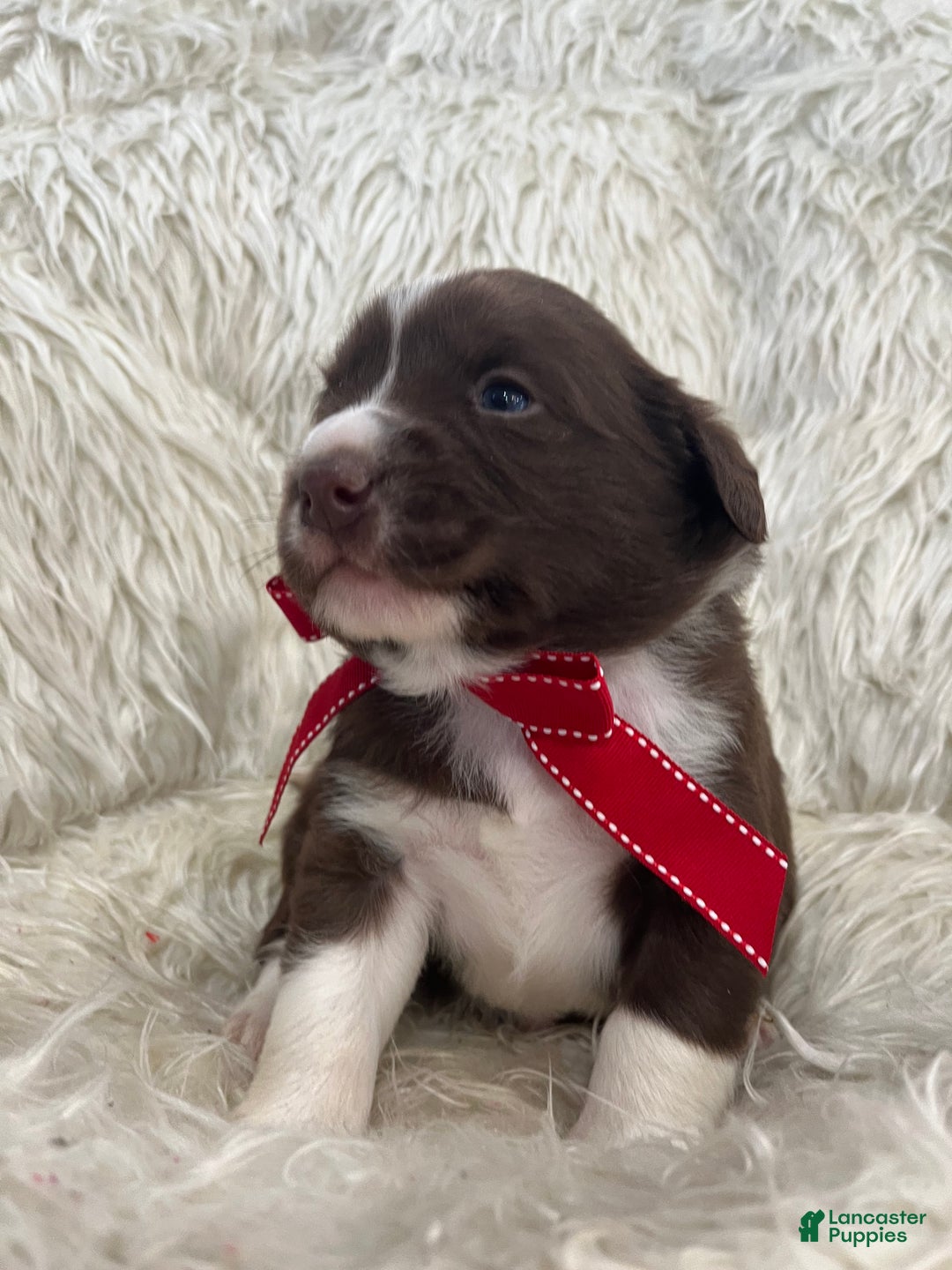 Mixed Breed dogs for sale: Bear - Ad 5