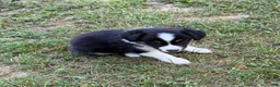 Australian Shepherd dogs for sale: Daisy - Ad 5
