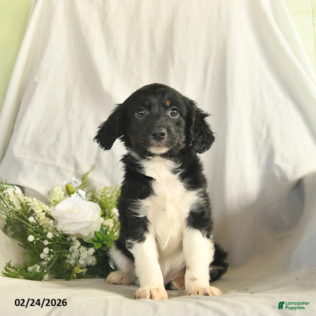 Mixed Breed dogs for sale: Cuddles - Ad 2