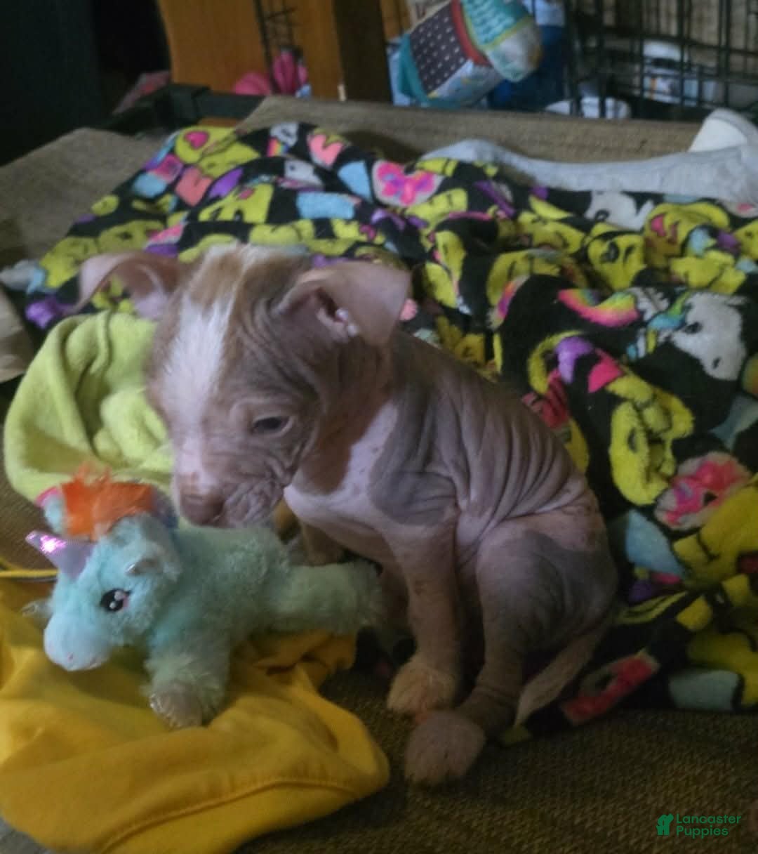 Chinese Crested dogs Kevin - Ad 1