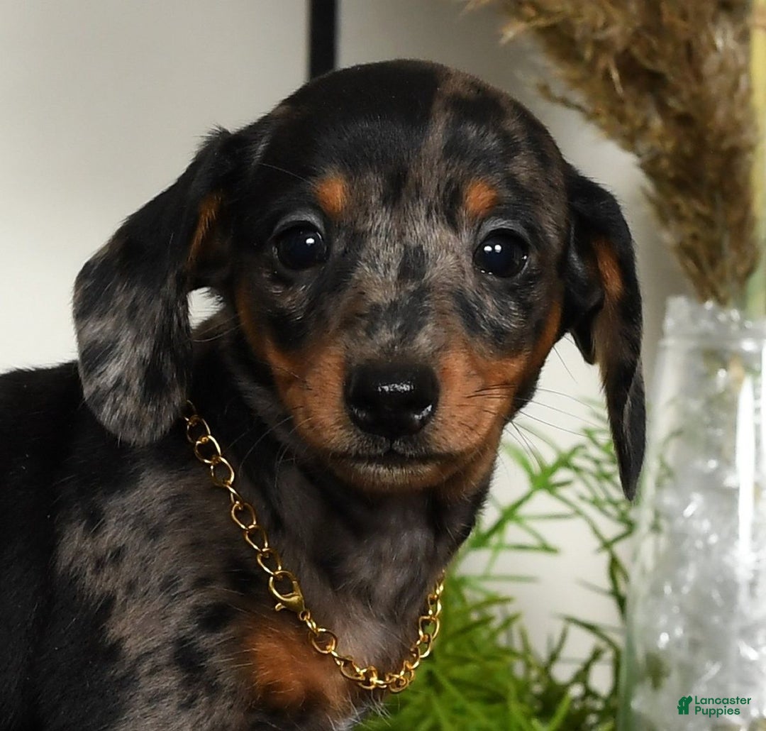 Miniature Dachshund dogs for sale: Roxie - Ad 11