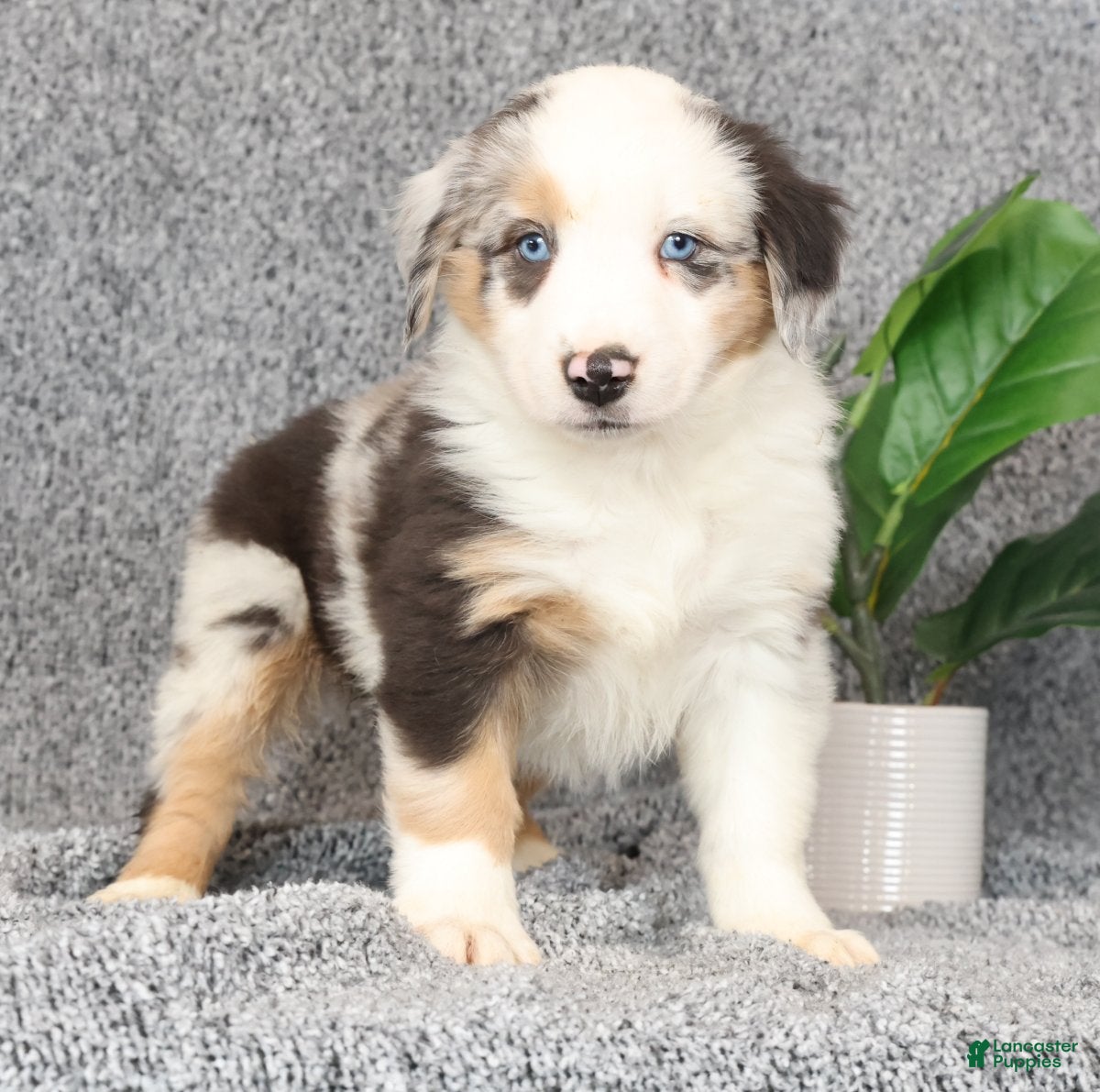 Miniature Australian Shepherd dogs Clifford - Ad 1