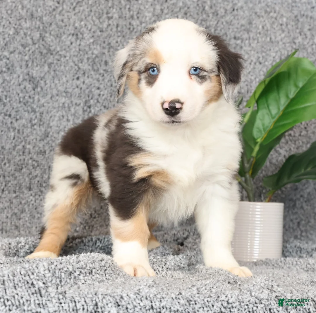 Miniature Australian Shepherd dogs for sale: Clifford - Ad 1