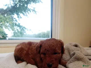 Goldendoodle dogs Raven - Ad 42