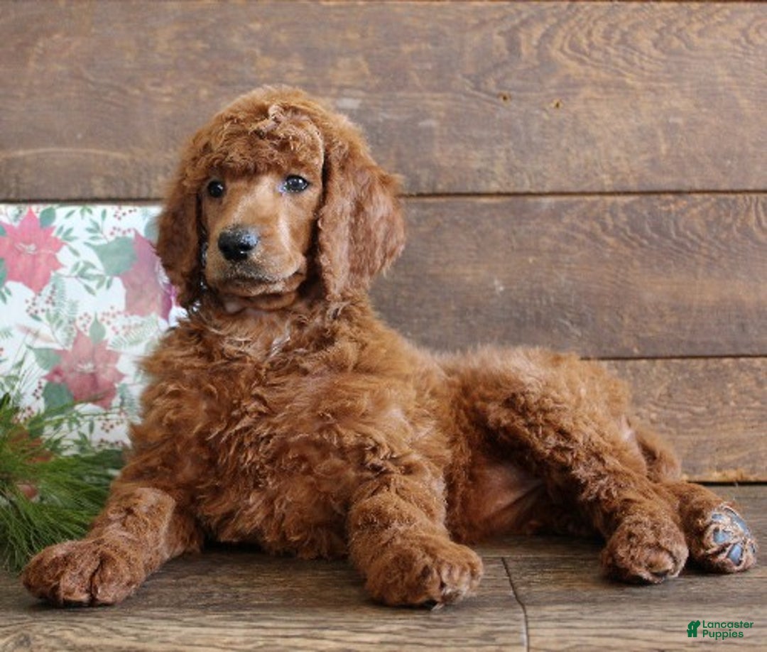 Standard Poodle dogs for sale: Amelia - Ad 1