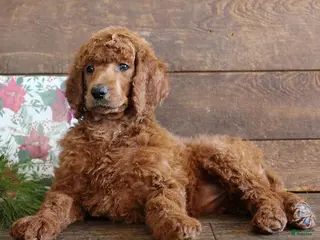 Standard Poodle dogs Amelia - Ad 21