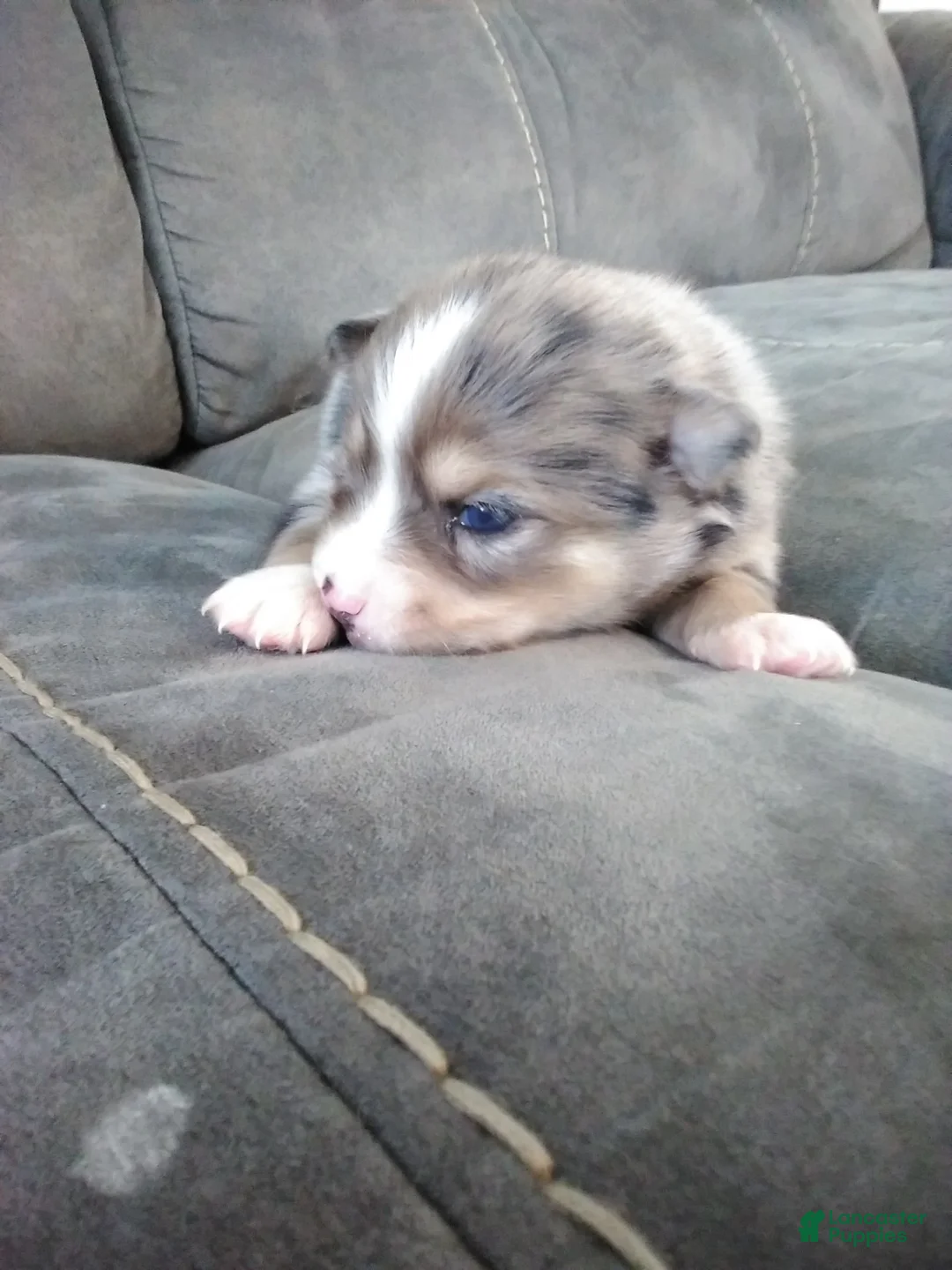 Pomsky dogs for sale: boe - Ad 3