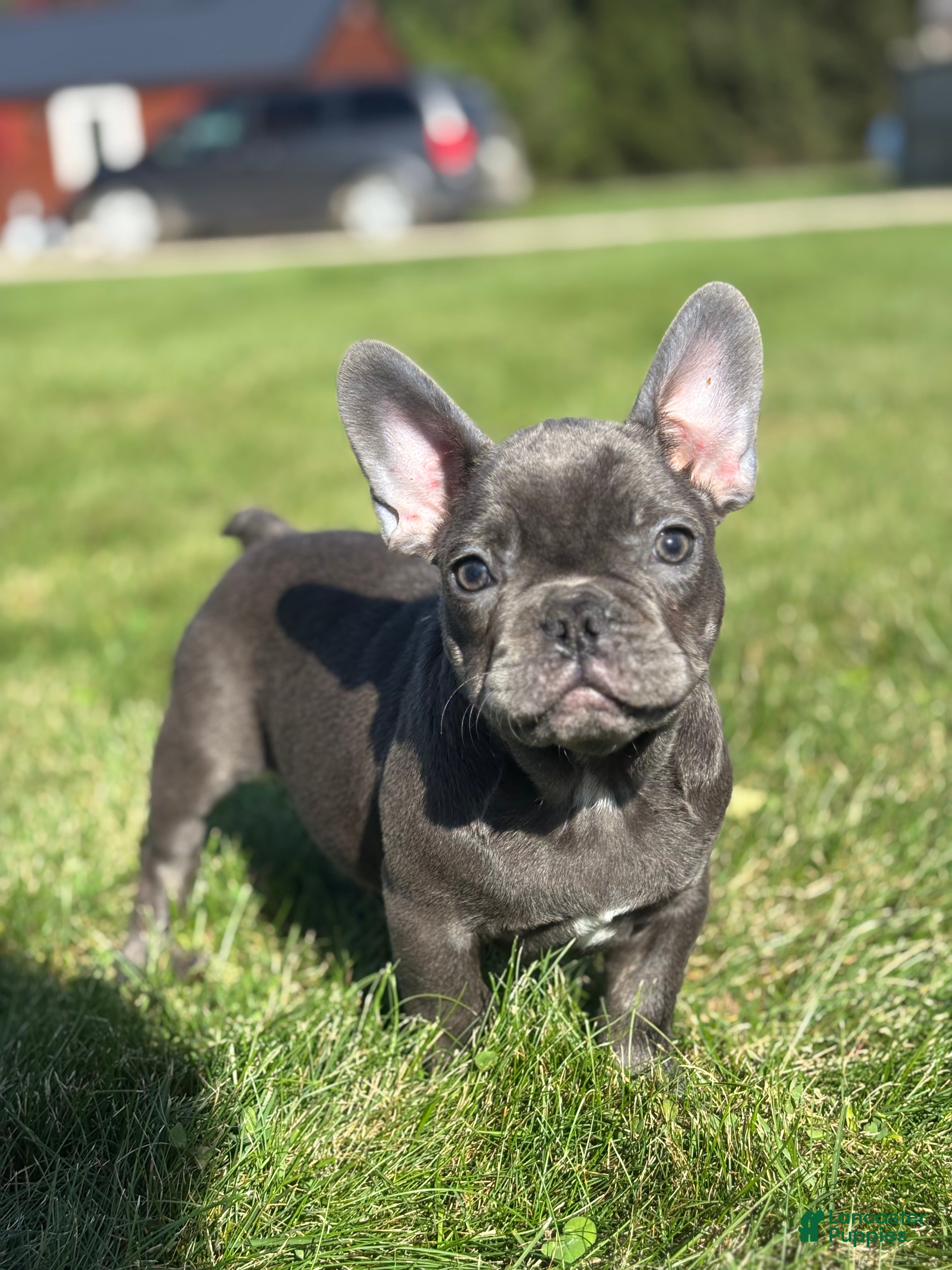French Bulldog dogs Seth - Ad 1