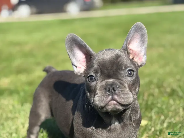 French Bulldog dogs for sale: Seth - Ad 1