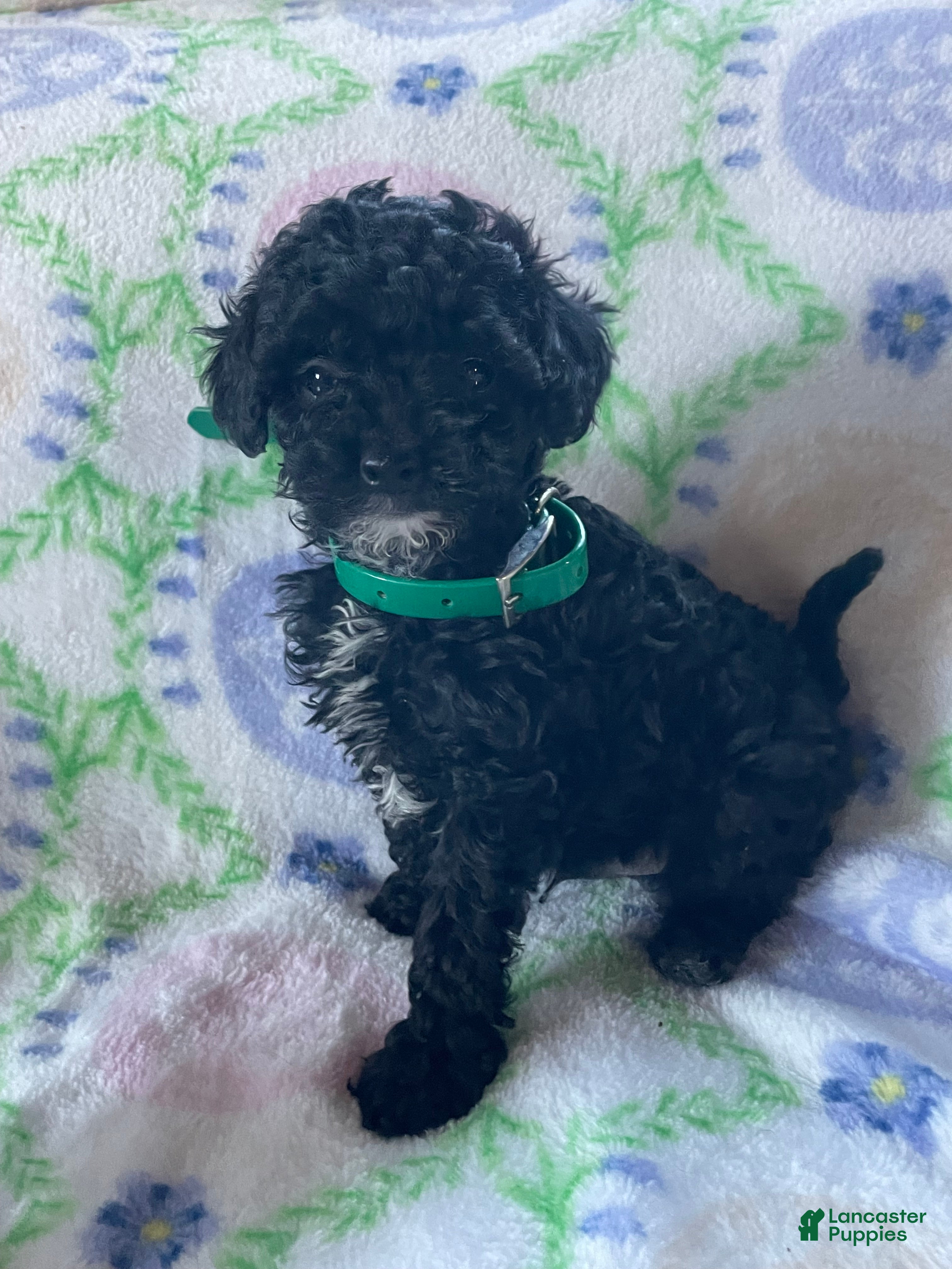 Toy Poodle dogs Cosmo - Ad 40