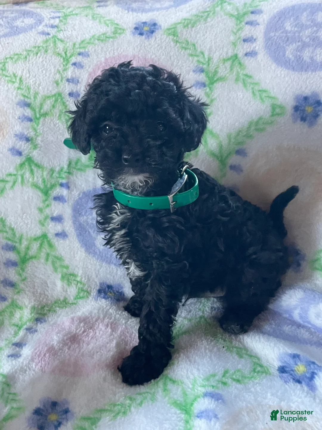 Toy Poodle dogs for sale: Cosmo - Ad 1
