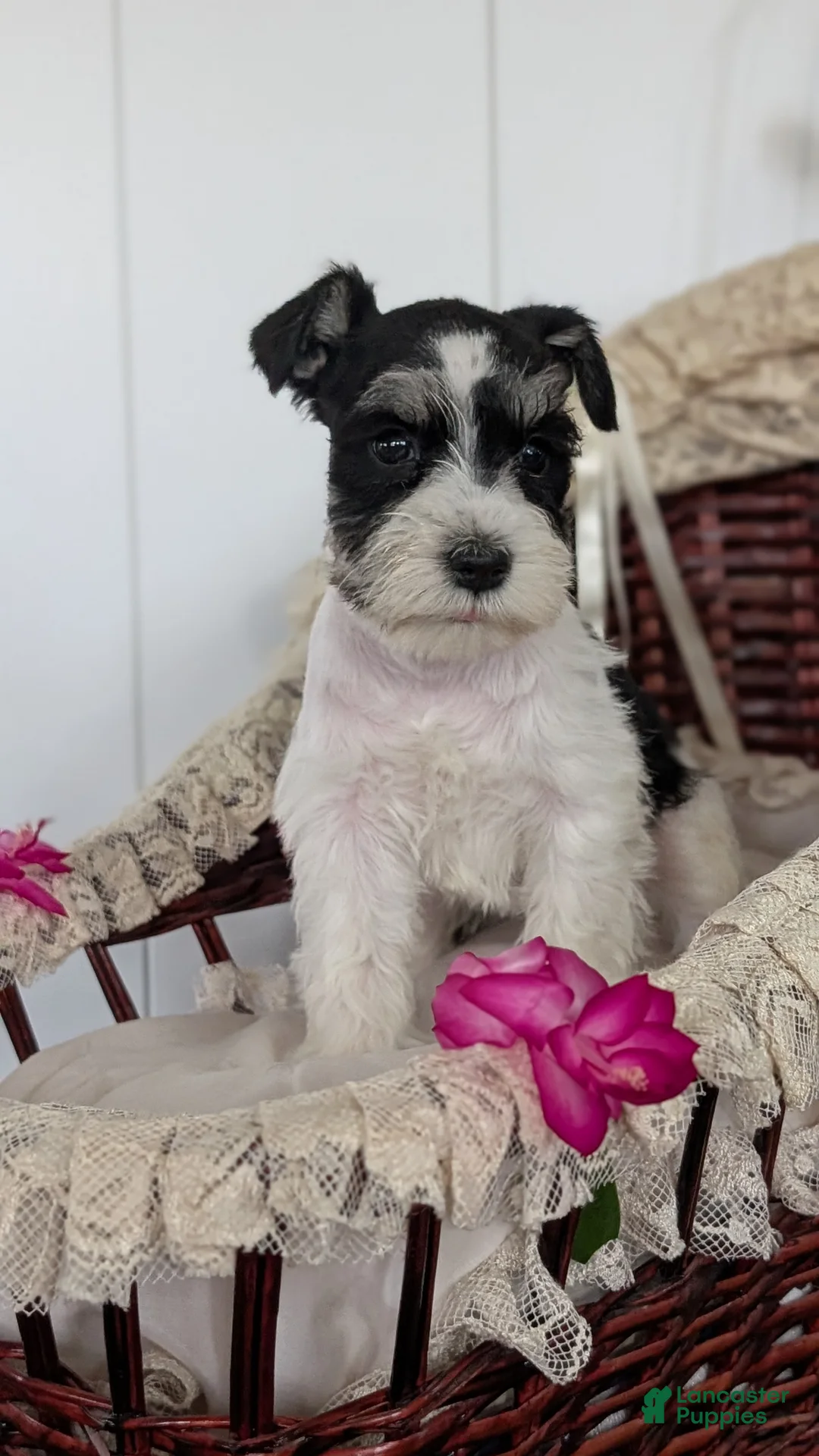 Miniature Schnauzer dogs for sale: Mya - Ad 4