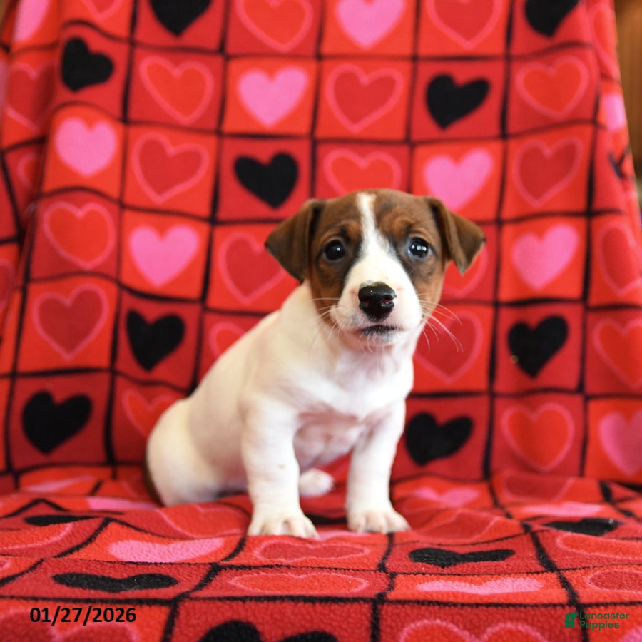 Jack Russell Terrier dogs Cupid - Ad 17
