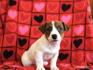 Jack Russell Terrier dogs Cupid - Ad 17
