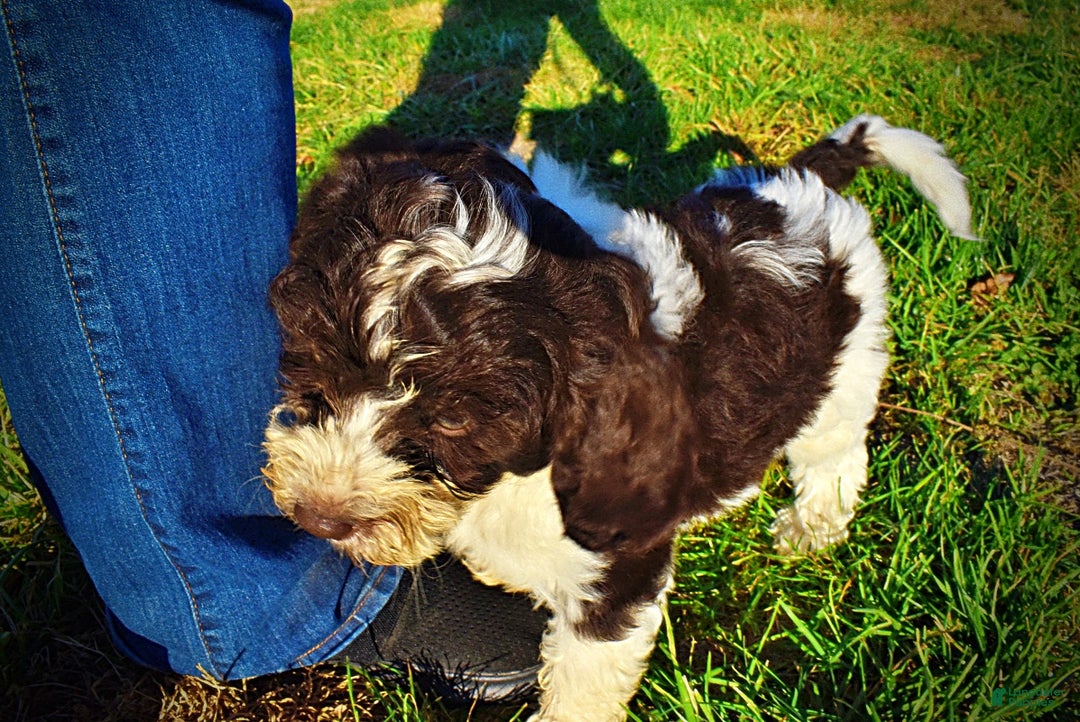 Havapoo dogs for sale: Priscilla - Ad 20