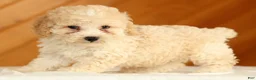Toy Poodle dogs for sale: Dakota - Ad 6