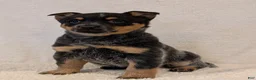Australian Cattle Dog dogs for sale: Bella  - Ad 13