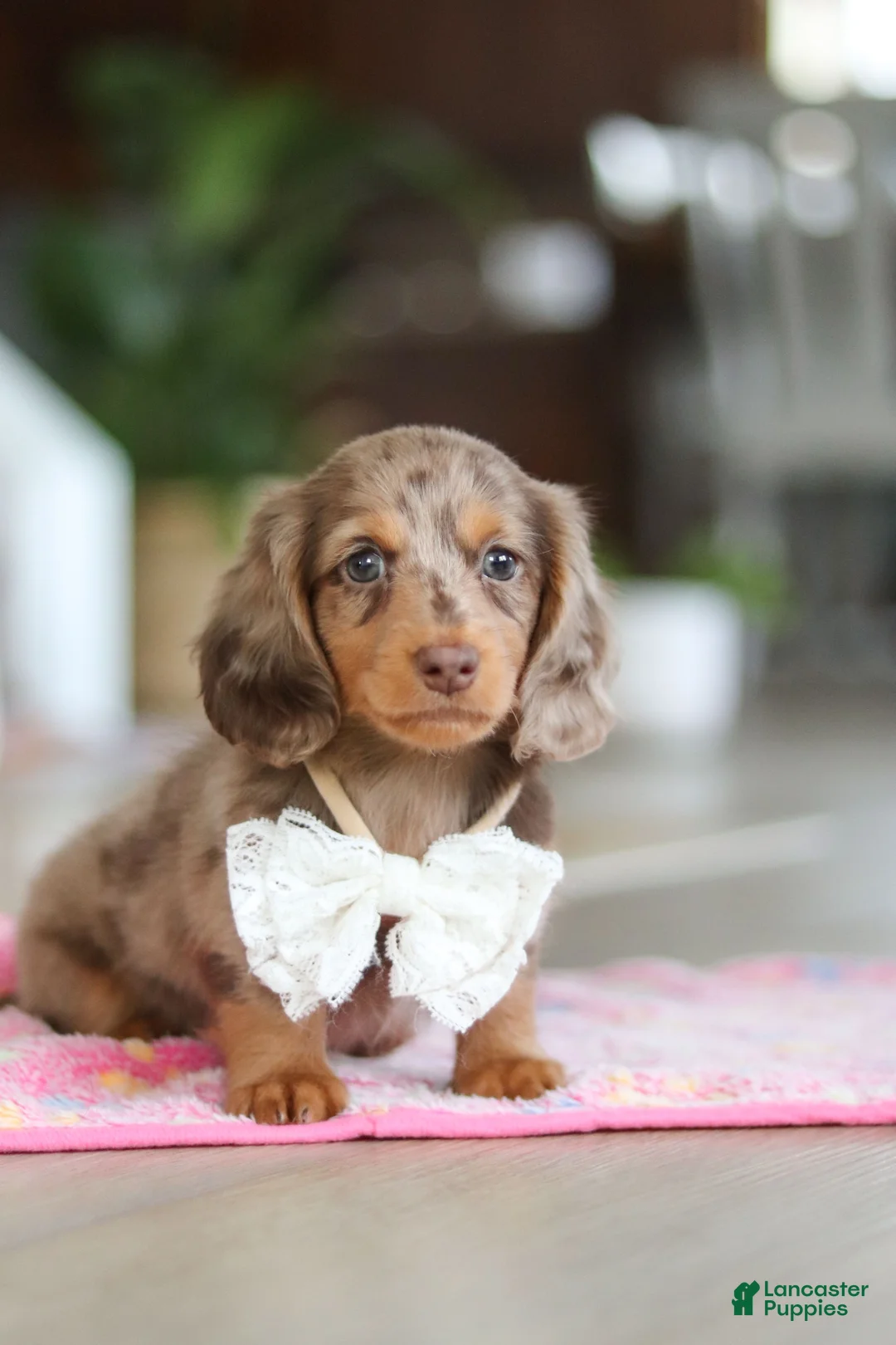 Miniature Dachshund dogs for sale: Jewel - Ad 2