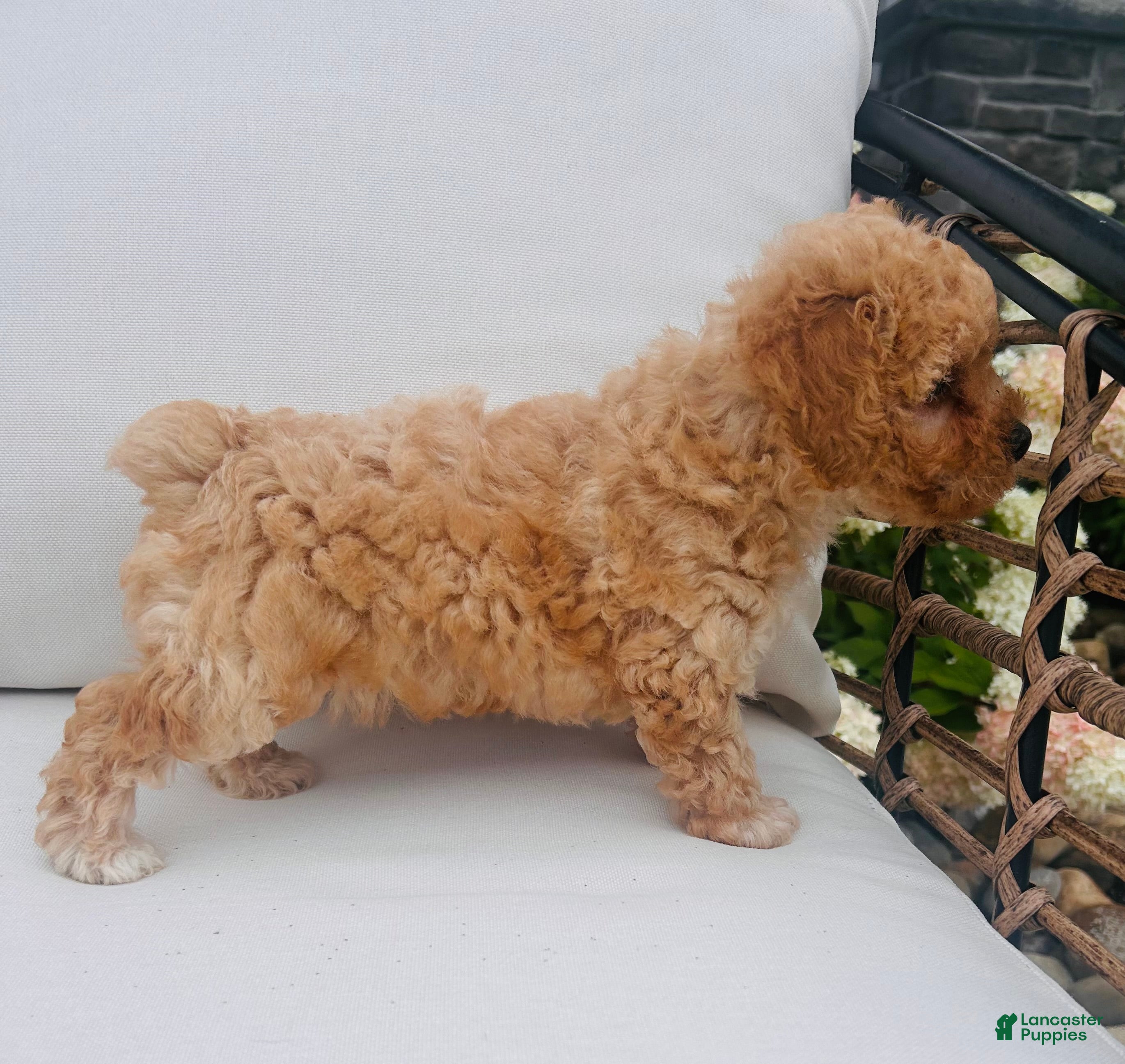 Toy Poodle dogs Popcorn - Ad 2
