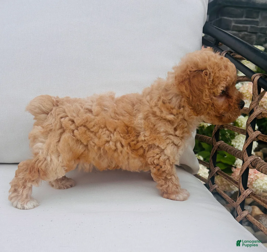Toy Poodle dogs for sale: Popcorn - Ad 2