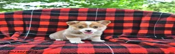 Welsh Corgi Pembroke dogs for sale: Pepper - Ad 1
