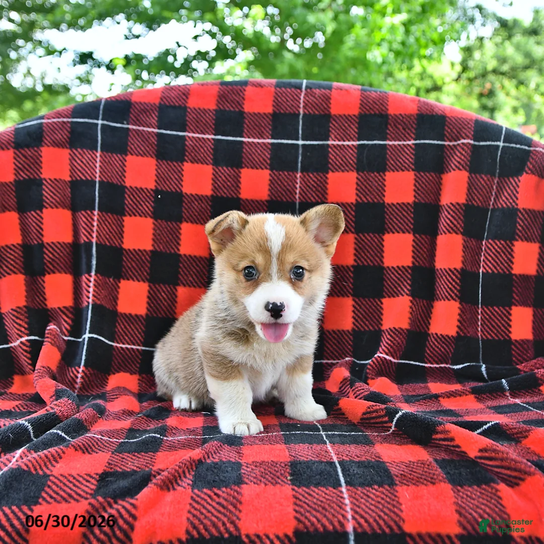 Welsh Corgi Pembroke dogs for sale: Pepper - Ad 1