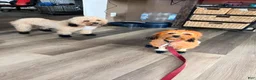 Shihpoo dogs for sale: Shihpoo 4 ~ prince - boy  - Ad 8