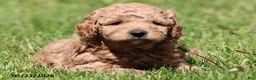 Miniature Poodle dogs for sale: Murphy - Ad 6
