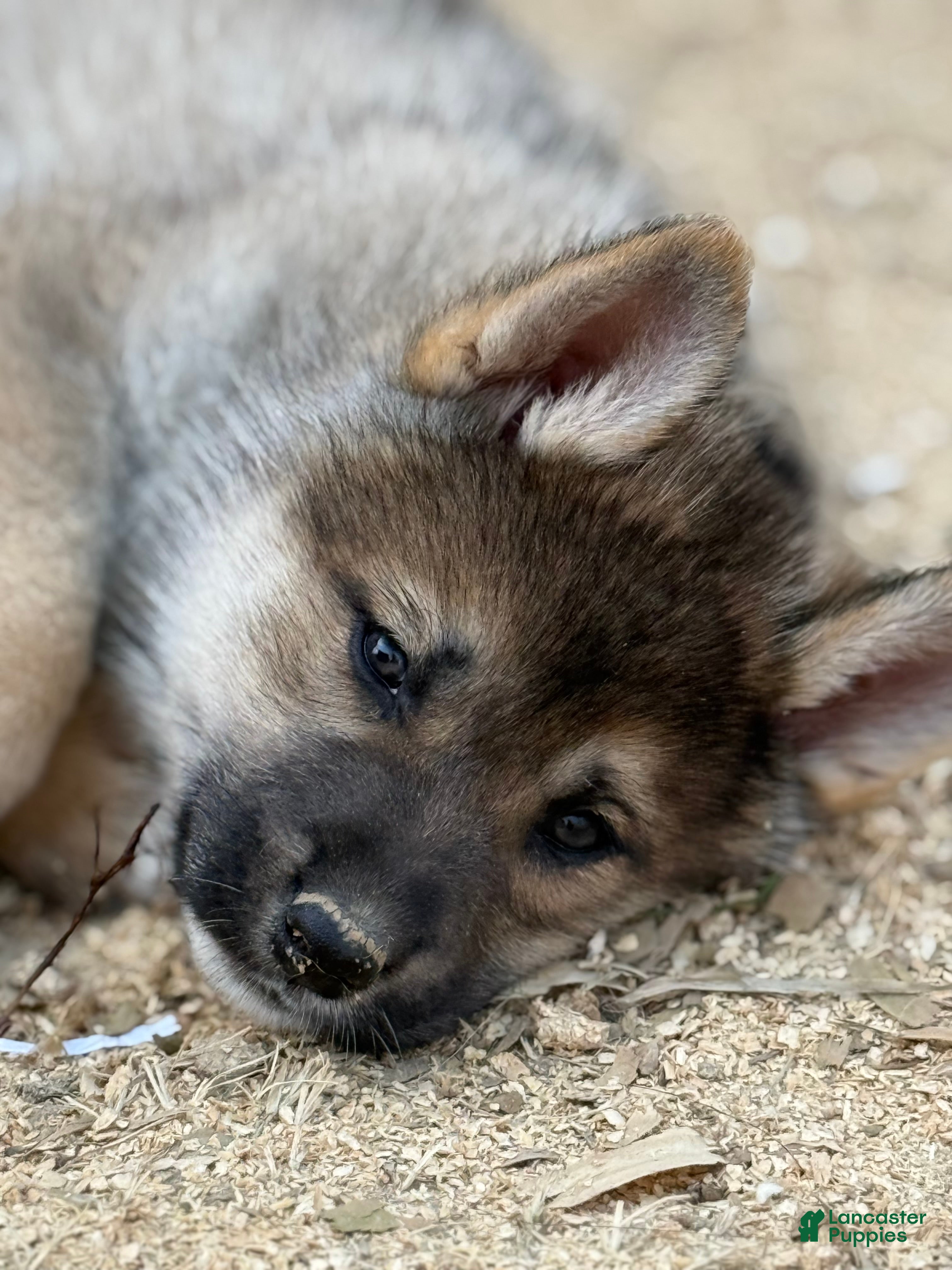 Gerberian Shepsky dogs Maverick - Ad 7