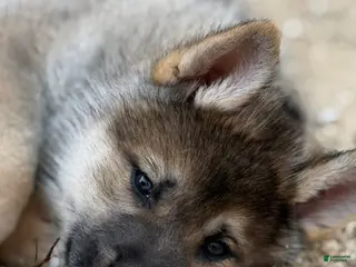 Gerberian Shepsky dogs Maverick - Ad 7