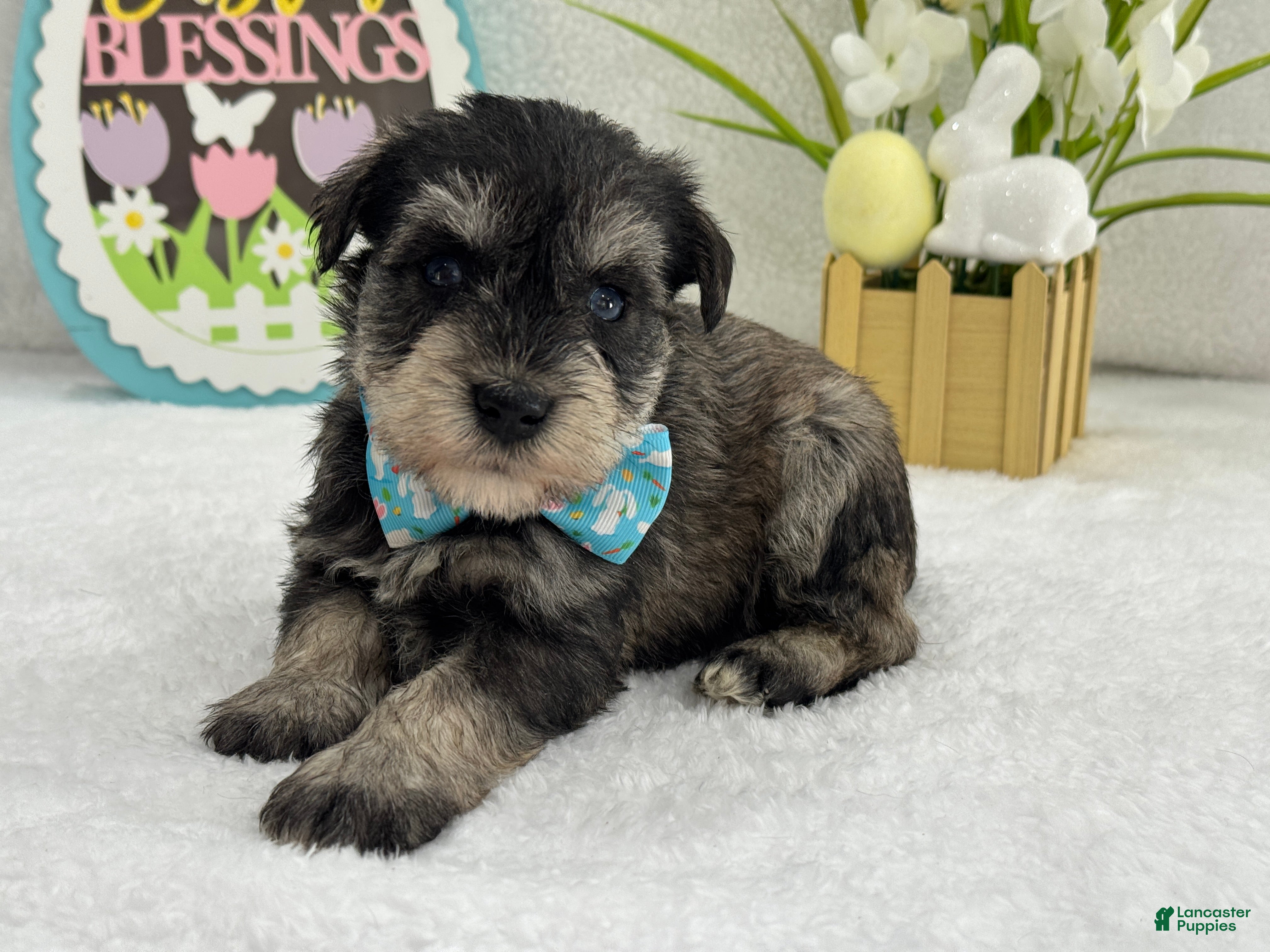 Miniature Schnauzer dogs Bleu Male 1 Blue Eyes - Ad 10