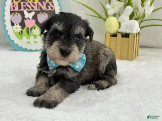 Miniature Schnauzer dogs Bleu Male 1 Blue Eyes - Ad 36
