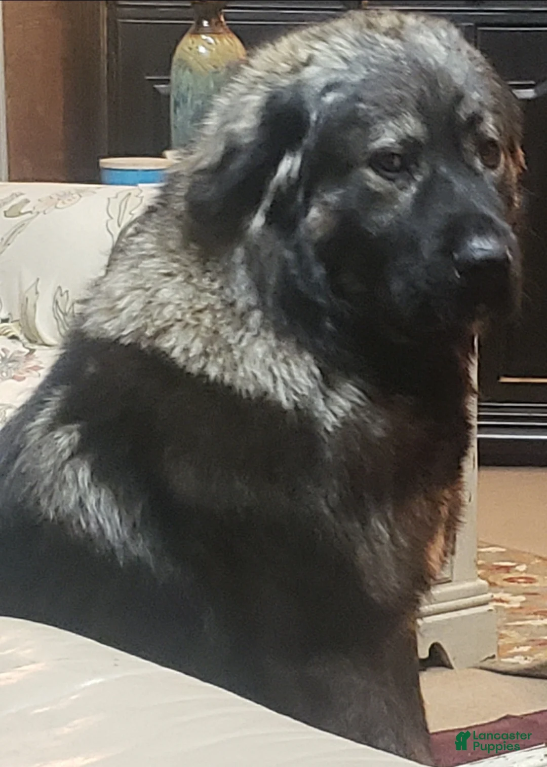 Caucasian Shepherd Dog dogs for sale: Caucasian Shepherd Dog Puppy 7 - Ad 2