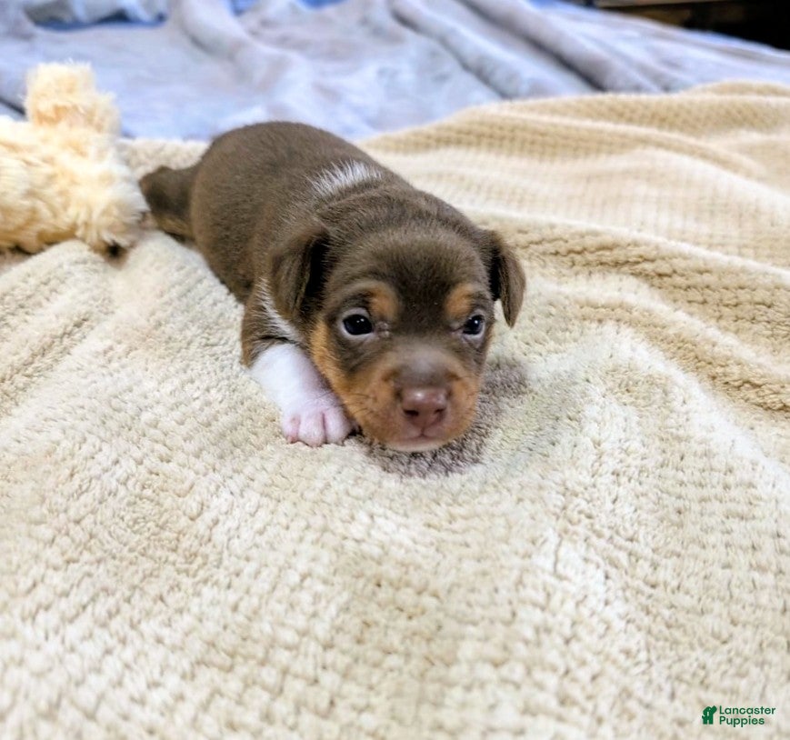 Rat Terrier dogs Jason - Mini Rat  - Ad 2