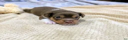 Rat Terrier dogs for sale: Jason - Mini Rat  - Ad 2