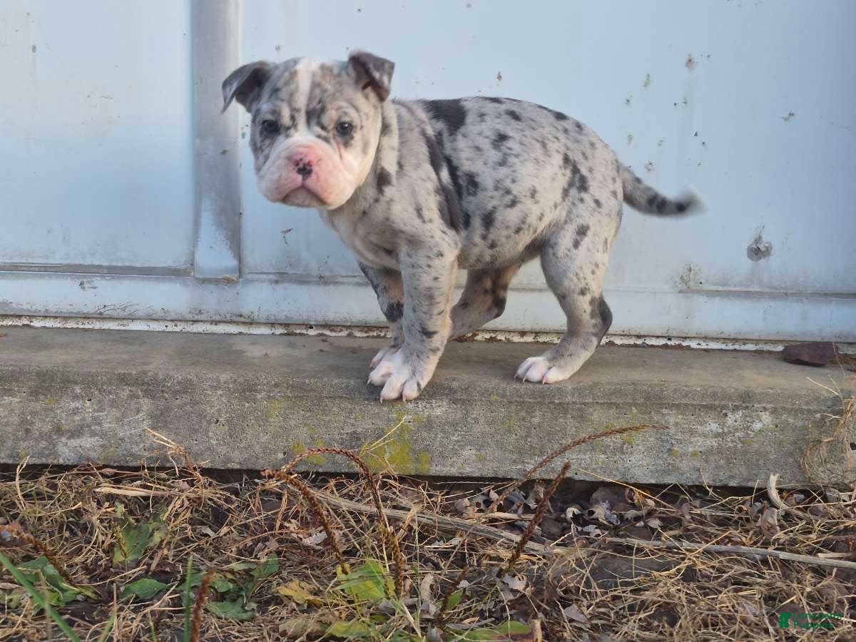 Olde English Bulldogge dogs Starry - Ad 2