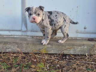 Olde English Bulldogge dogs Starry - Ad 14