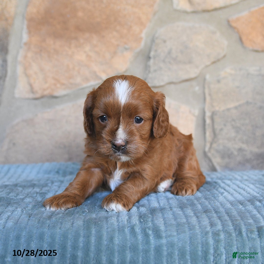 Cavapoo dogs for sale: Fancy - Ad 3