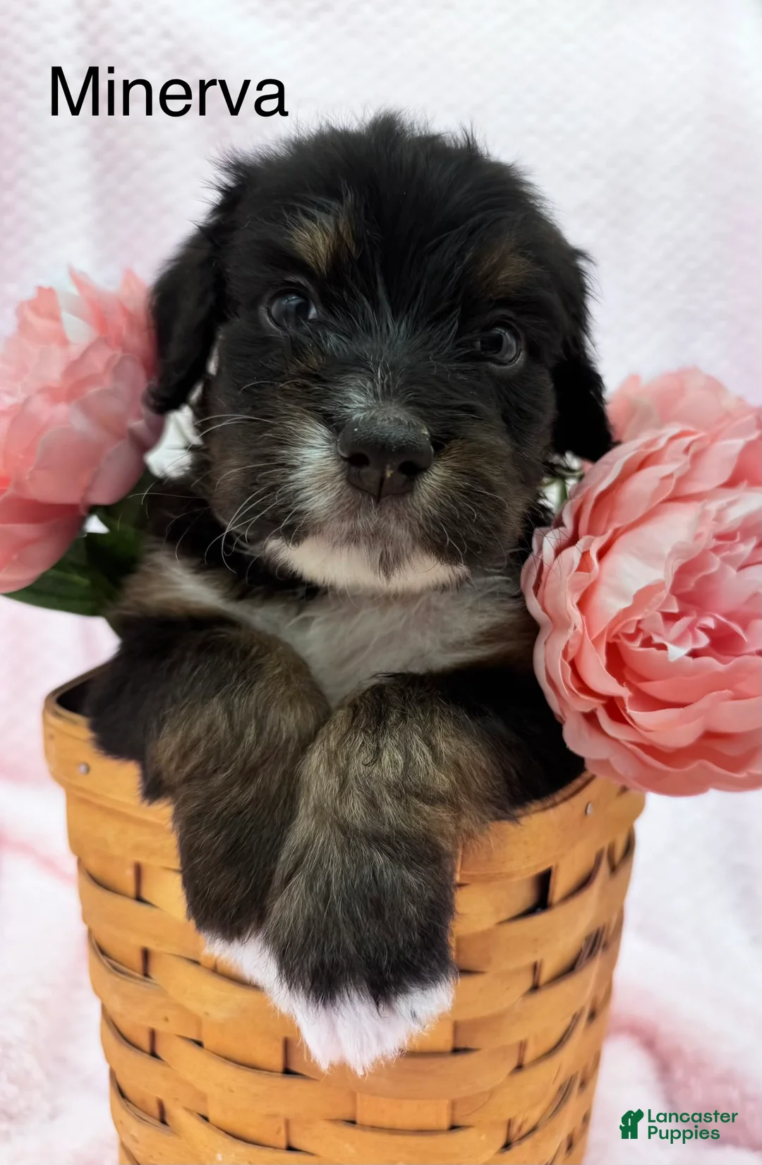 Bernedoodle dogs for sale: Bernedoodle Puppy 11 - Ad 1