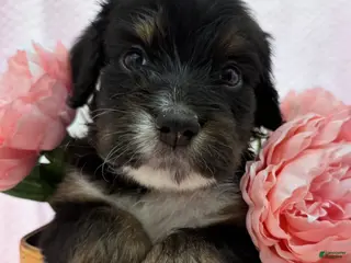 Bernedoodle dogs for sale: Bernedoodle Puppy 11 - Ad 1